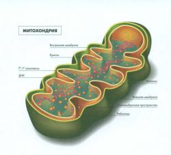 Как митохондрии влияют на наше здоровье